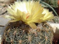 Coryphantha recurvata FA exJLcoll.830 (also by 100)